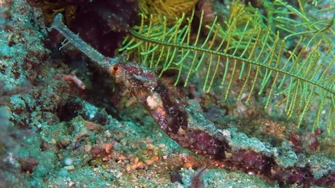 Red Winged Pipefish 動画素材 121721225