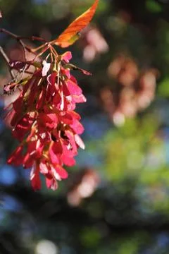 Red Winged Seeds Cluster Stock Photos