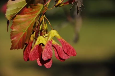 Red Winged Seeds Stock Photos