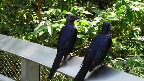 Red-winged starling birds on a railing Stock Footage 295036997