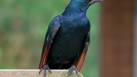 Red-winged starling Stock Footage 315206036