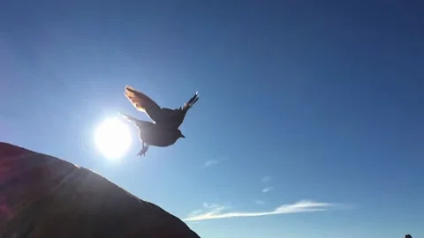 Red-winged starling gliding gracefully against a scenic sky backdrop Stock Footage 345341569