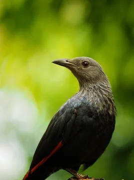 The red-winged starling Stock Photos