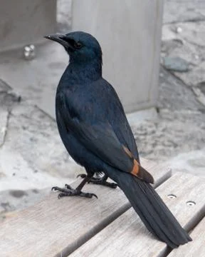 Red-winged Starling at Table Mountain Stock Photos