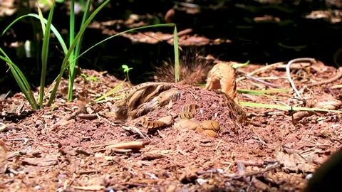 Red Winged Tinamou burrowing into soil at Parque das Aves Brazil. Vídeos de archivo 344237548