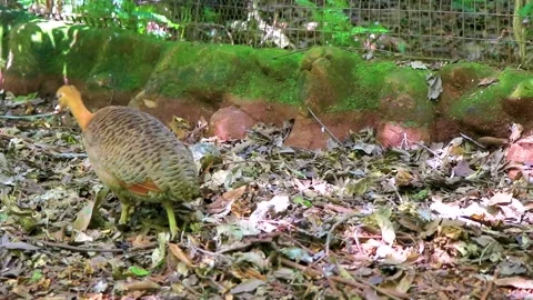 Red Winged Tinamou walking through tropical vegetation at Parque das Aves B.. Vídeos de archivo 344237600