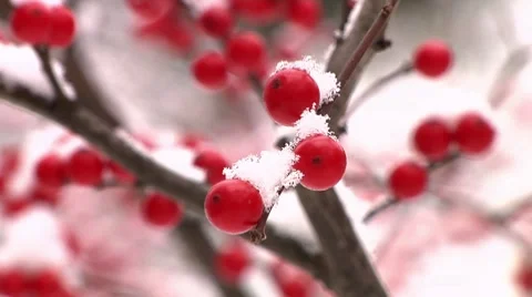 Red winter berries covered in snow Stock Footage 8574697