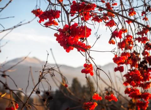 Red winter berries Stock Photos