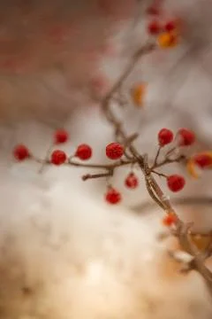 Red winter berries Stock Photos