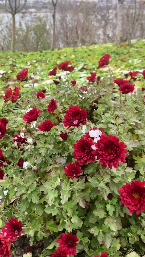 Red winter flowers Stock Footage 293091386