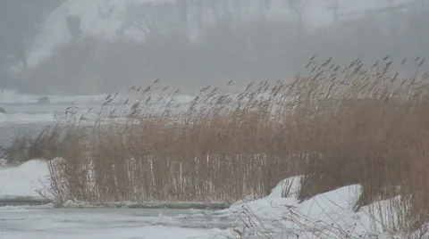 Red in the winter Stock Footage 1013942