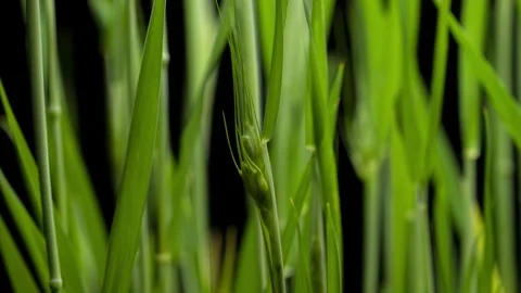 Red Winter Wheat For Flour Growing And Sprouting Seeds Time Lapse Stock Footage 240949121