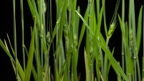 Red Winter Wheat For Flour Growing And Sprouting Seeds Time Lapse Stock Footage 243022452