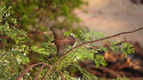 Red wiskered bulbul in flight Stock Footage 329615055