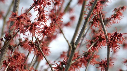 Red witch-hazel blooms in early spring Vídeo Stock 117067038