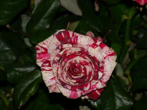 Red withe  rose, rose petals, rose blossom, green dark background Stock Photos