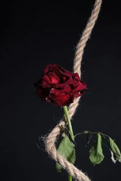 Red withered rose Stock Photos