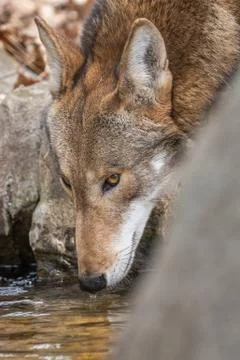 Red Wolf Drinking Stock Photos