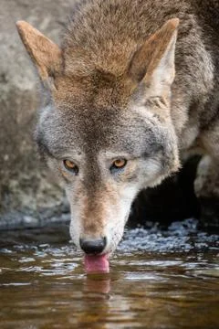 Red Wolf Drinking Stock Photos