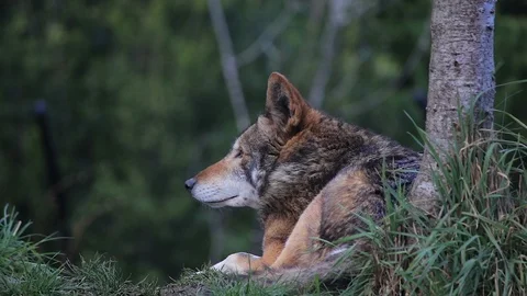 Red wolf laying under tree Stock Footage 86505329