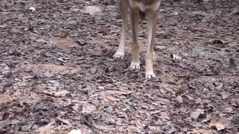 Red Wolf Pair Wolves in Forest Standing Walking Closeup of Feet Stock Footage 130481879