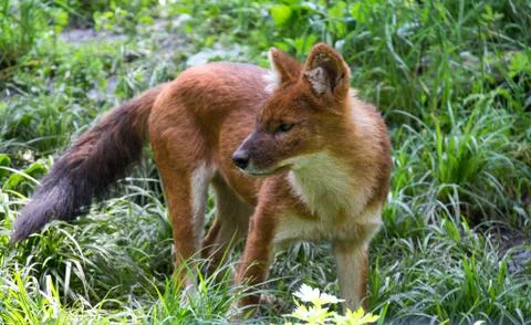 Red wolf Stock Photos