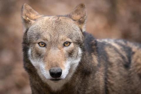 Red Wolf Foto stock