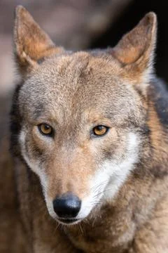 Red Wolf Stock Photos