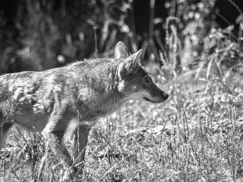 Red Wolf Stock Photos