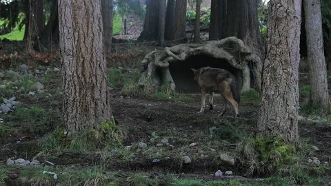 Red wolf walking around forest Stock Footage 86516407