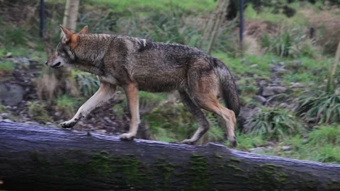Red wolf walking on log Stock Footage 86513163