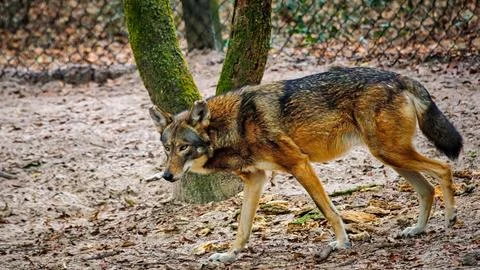 Red Wolf of the wild Stock Photos