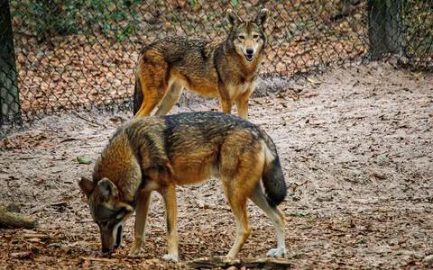 Red Wolves of the wild Stock Photos