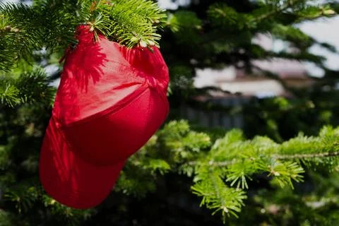 A red women's baseball cap hangs on a branch of a young spruce with a visor down Stock Photos