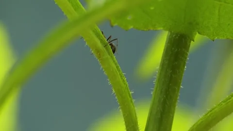 Red wood ant crawling down a green plant stem Stock Footage 337741925