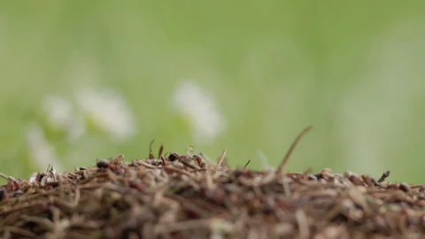 Red Wood Ant Depositing Leaf on Mound Edge, Low Angle, 4K 60p Stock Footage 334520080