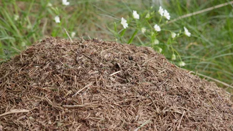 Red Wood Ant Mound Pine Needles Wildflowers, Wide Close-Up, 4K 60p Stock Footage 334523830