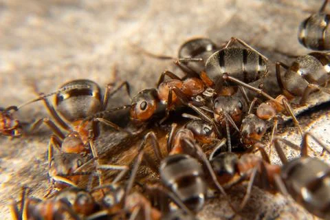 Red Wood Ant Stock Photos