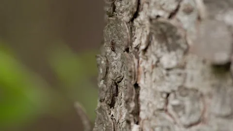 Red Wood Ant Tracking Shot Climbing Pine Tree Bark, Extreme Close-Up, 4K 60p Stock Footage 334499095