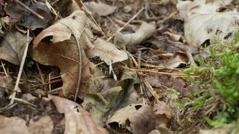 Red wood ants crawl continuously over dry oak leaves on the forest ground Stock Footage 340480226