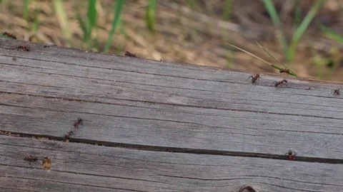 Red wood ants crawling along a cracked old log in a natural habitat. Stock Footage 342488068