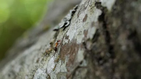 Red wood ants crawling on tree bark Stock Footage 337738603