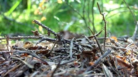 Red wood ants Stock Footage 11491479