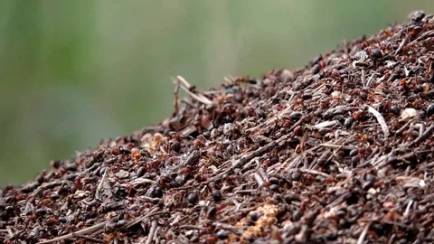 Red wood ants (Formica rufa) crawling in the anthill Vídeo Stock 88586602