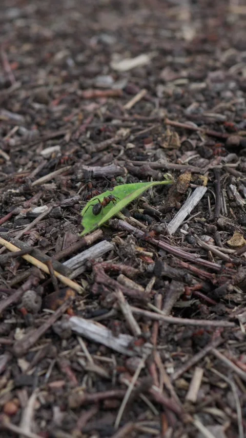 Red Wood Ants Inspecting Leaf on Nest Stock Footage 345843310