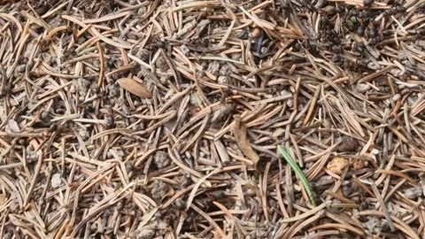 Red Wood Ants Moving Through a Forest Anthill in Valais, Switzerland Vidéo 342277987