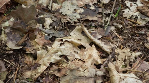 Red wood ants navigate along a pathway over dry oak leaves on forest ground Stock Footage 340480246