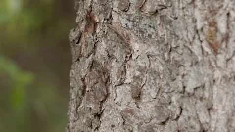 Red Wood Ants Walking on Pine Tree Bark, Lock Shot, Extreme Close-Up, 4K 60p Stock Footage 334524752
