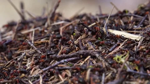 Red wood worker ants Stock Footage 74553849