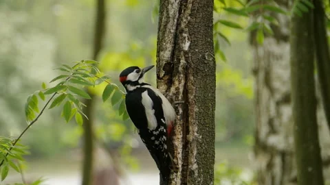 Red woodpecker close to Stock Footage 132654917